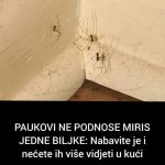 PAUKOVI NE PODNOSE MIRIS JEDNE BILJKE: Nabavite je i nećete ih više vidjeti u kući PAUKOVI NE PODNOSE MIRIS JEDNE BILJKE: Nabavite je i nećete ih više vidjeti u kući - featured image
