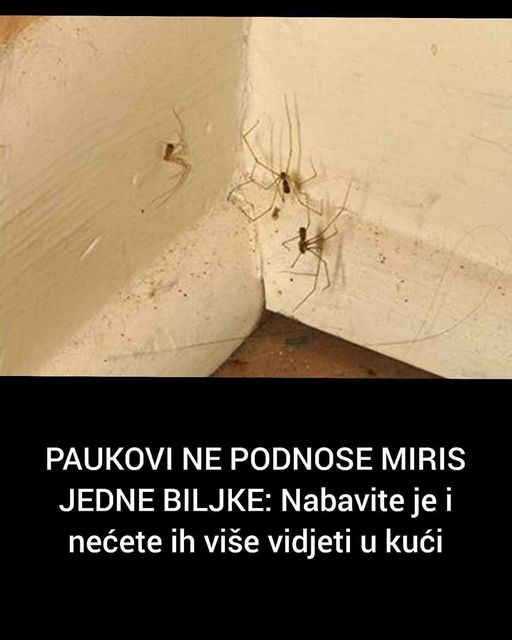 PAUKOVI NE PODNOSE MIRIS JEDNE BILJKE: Nabavite je i nećete ih više vidjeti u kući - featured image