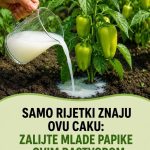 Samo rijetki znaju ovu caku: Zalijte mlade paprike ovim rastvorom i rodiće kao nikad prije! Samo rijetki znaju ovu caku: Zalijte mlade paprike ovim rastvorom i rodiće kao nikad prije! - featured image