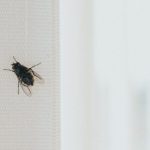 Stavite kesu sa vodom na prozor, ubacite jednu stvar koju svi imaju u kući – i više nikada nećete videti muhu Stavite kesu sa vodom na prozor, ubacite jednu stvar koju svi imaju u kući – i više nikada nećete videti muhu - featured image