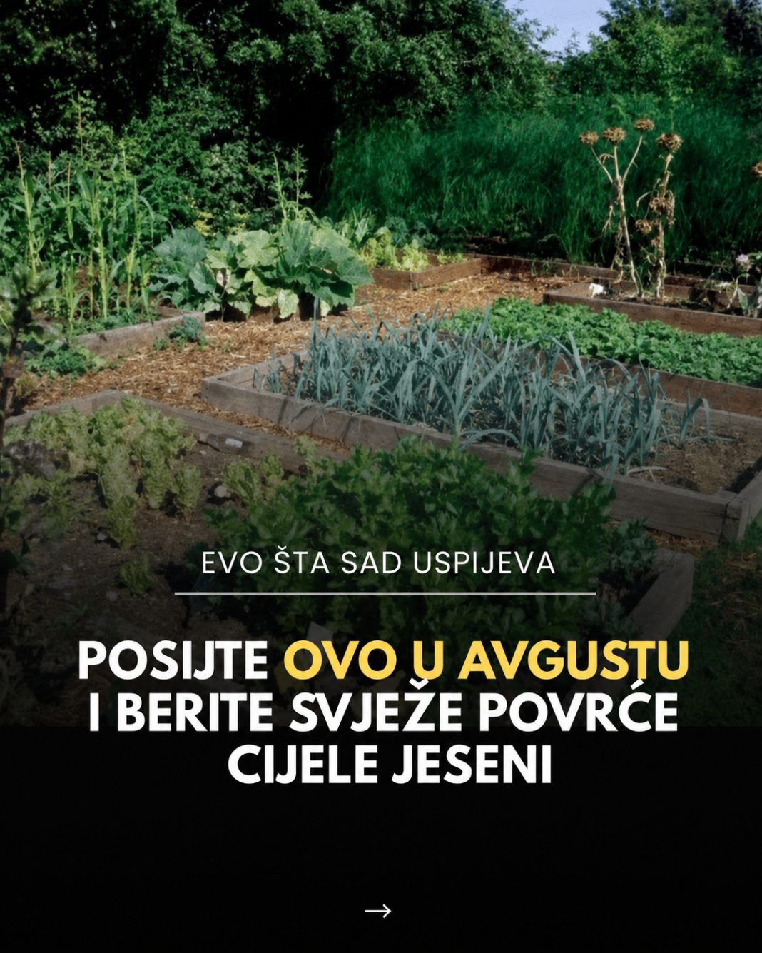 Posijte ovo u avgustu i berite svježe povrće cijele jeseni - featured image