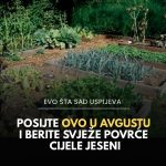 Posijte ovo u avgustu i berite svježe povrće cijele jeseni Posijte ovo u avgustu i berite svježe povrće cijele jeseni - featured image