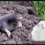 Prošle godine smo imali baštu punu krtičnjaka, sada nemamo nijednu: Ova STVAR je uzela danak na našim krtičnjacima! Prošle godine smo imali baštu punu krtičnjaka, sada nemamo nijednu: Ova STVAR je uzela danak na našim krtičnjacima! - featured image
