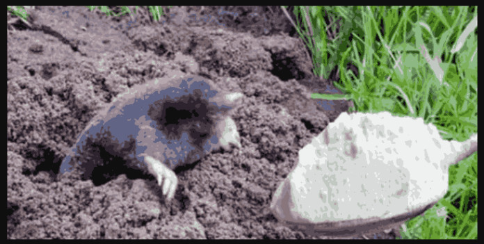 Prošle godine smo imali baštu punu krtičnjaka, sada nemamo nijednu: Ova STVAR je uzela danak na našim krtičnjacima! - featured image